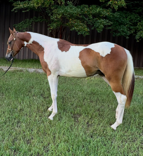 HorseID: 2305666 White Russian WF - PhotoID: 1089156