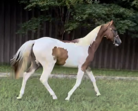 HorseID: 2305666 White Russian WF - PhotoID: 1089157