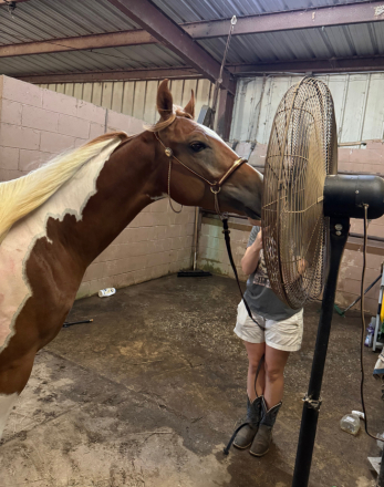 HorseID: 2305666 White Russian WF - PhotoID: 1089158