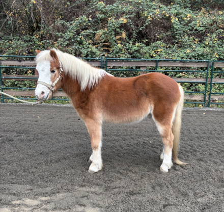 HorseID: 2305668 Crackerjack - PhotoID: 1089159