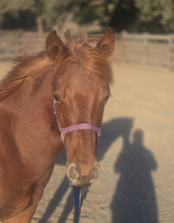 HorseID: 2305677 Twisting Stitch - PhotoID: 1089161