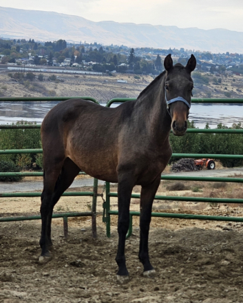 HorseID: 2305678 Duquesa_AJ - PhotoID: 1089162