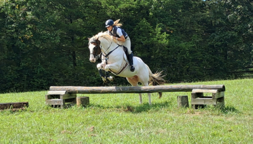 HorseID: 2305683 Color me Chrome - PhotoID: 1089166