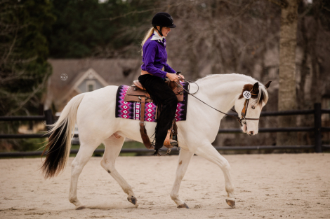 HorseID: 2305683 Color me Chrome - PhotoID: 1089168