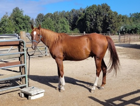 HorseID: 2305686 Alex - PhotoID: 1089170