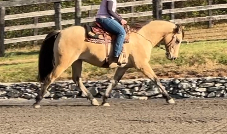 HorseID: 2305687 Dillon - PhotoID: 1089171