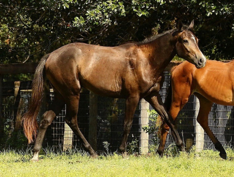 HorseID: 2305688 AE Moonshine - PhotoID: 1089178