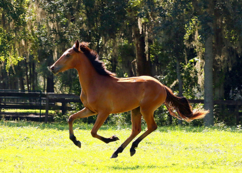 HorseID: 2305689 AE Simon - PhotoID: 1089183