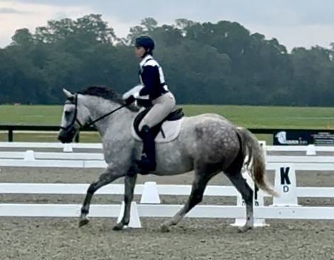 HorseID: 2305693 Goodness Greycious! - PhotoID: 1089185