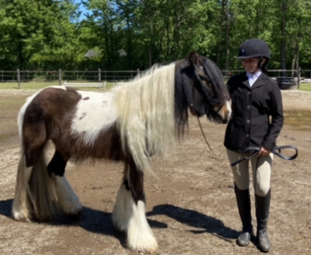 HorseID: 2305694 Sheldon - PhotoID: 1089179