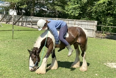 HorseID: 2305694 Sheldon - PhotoID: 1089180