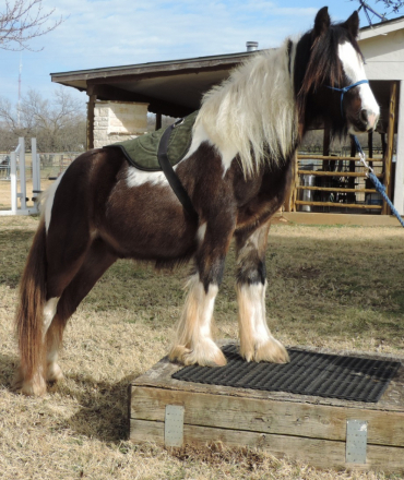 HorseID: 2305694 Sheldon - PhotoID: 1089181