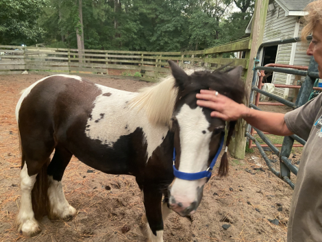 HorseID: 2305694 Sheldon - PhotoID: 1089182