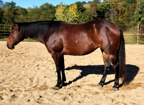 HorseID: 2305704 Hollywood DreamN - PhotoID: 1089187