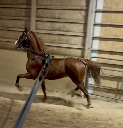 HorseID: 2305705 Meat Loaf - PhotoID: 1089188