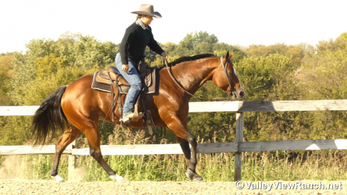 HorseID: 2305707 A Special RL - PhotoID: 1089190