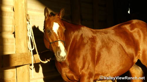 HorseID: 2305707 A Special RL - PhotoID: 1089192