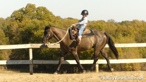 HorseID: 2305708 Plan A Smart Secret - PhotoID: 1089195