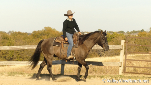 HorseID: 2305708 Plan A Smart Secret - PhotoID: 1089196