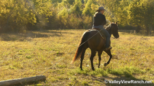 HorseID: 2305708 Plan A Smart Secret - PhotoID: 1089197