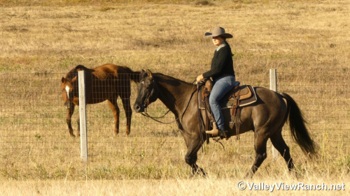 HorseID: 2305708 Plan A Smart Secret - PhotoID: 1089198