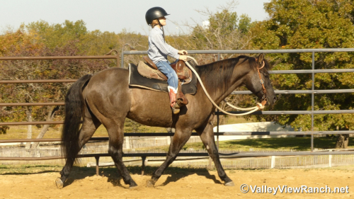 HorseID: 2305708 Plan A Smart Secret - PhotoID: 1089199