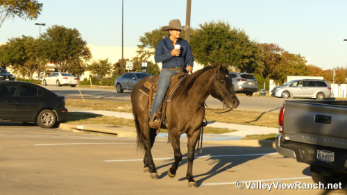 HorseID: 2305708 Plan A Smart Secret - PhotoID: 1089200