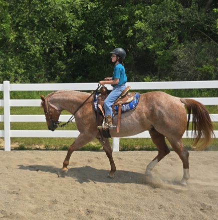 HorseID: 2305712 Kissing Zippo - PhotoID: 1089201