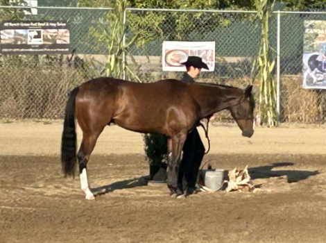 HorseID: 2305713 I Shouldabeenacowboy - PhotoID: 1089207