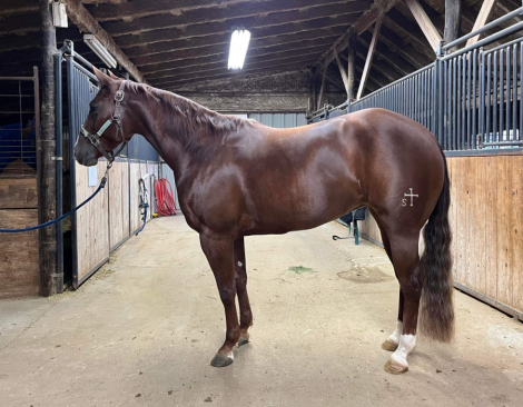 HorseID: 2305716 Ladies Love Country - PhotoID: 1089212