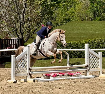 HorseID: 2305723 Dazzle - PhotoID: 1089215