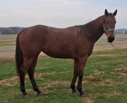 HorseID: 2305725 StandUpStraight - PhotoID: 1089217