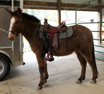 HorseID: 2305726 HMH Rowdy Red - PhotoID: 1089216