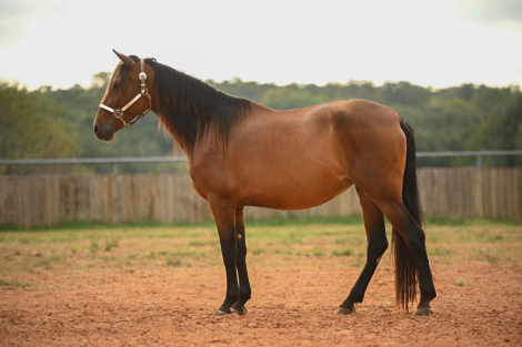 HorseID: 2305728 Farme Reduction Sale - PhotoID: 1089218