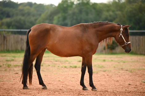 HorseID: 2305728 Farme Reduction Sale - PhotoID: 1089219