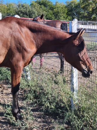 HorseID: 2305728 Farme Reduction Sale - PhotoID: 1089220