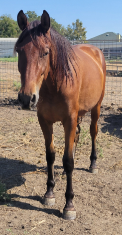 HorseID: 2305728 Farme Reduction Sale - PhotoID: 1089221