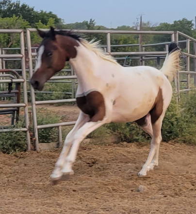 HorseID: 2305728 Farme Reduction Sale - PhotoID: 1089222