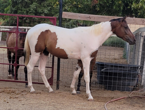 HorseID: 2305728 Farme Reduction Sale - PhotoID: 1089223