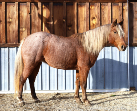 HorseID: 2305730 Blondie - PhotoID: 1089224