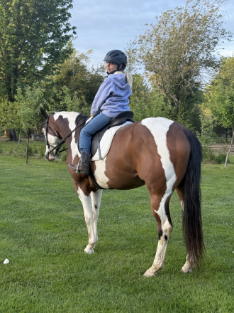 HorseID: 2305731 A Guaranteed Asset - PhotoID: 1089225