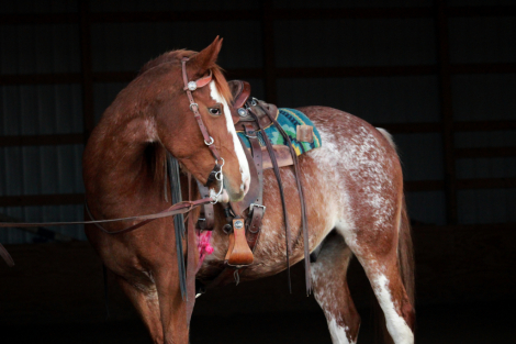 HorseID: 2305732 Ruben - PhotoID: 1089234