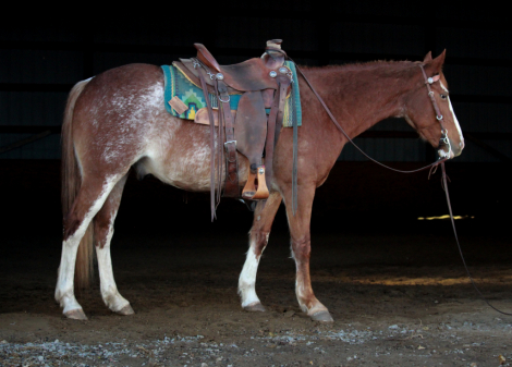 HorseID: 2305732 Ruben - PhotoID: 1089235