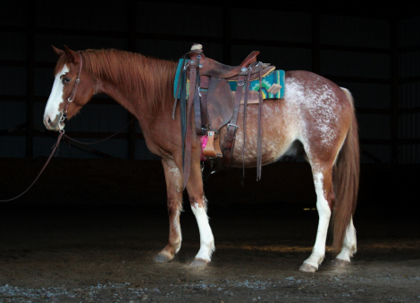 HorseID: 2305732 Ruben - PhotoID: 1089236