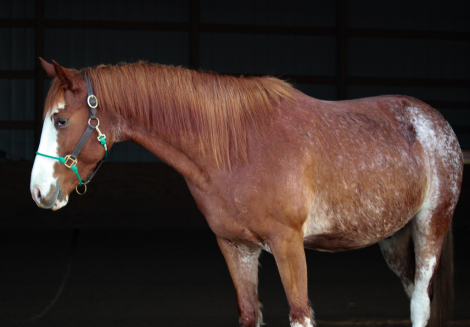 HorseID: 2305732 Ruben - PhotoID: 1089237