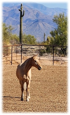 HorseID: 2305736 Whiplash - PhotoID: 1089241