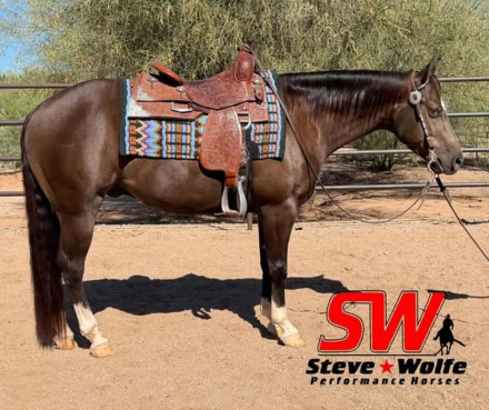 HorseID: 2305738 Messi Encore - PhotoID: 1089366