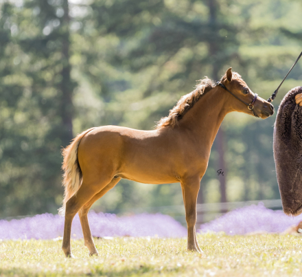 HorseID: 2305739 LE Shines Alderaan - PhotoID: 1089240