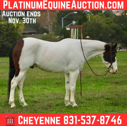 HorseID: 2305741 Blueboy CR - PhotoID: 1089395