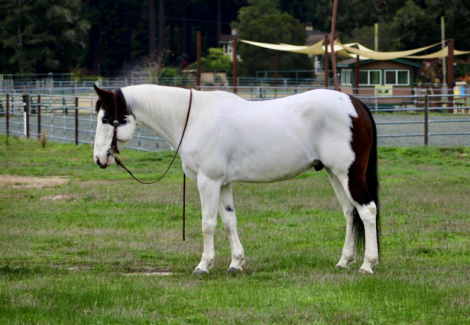HorseID: 2305741 Blueboy CR - PhotoID: 1089396